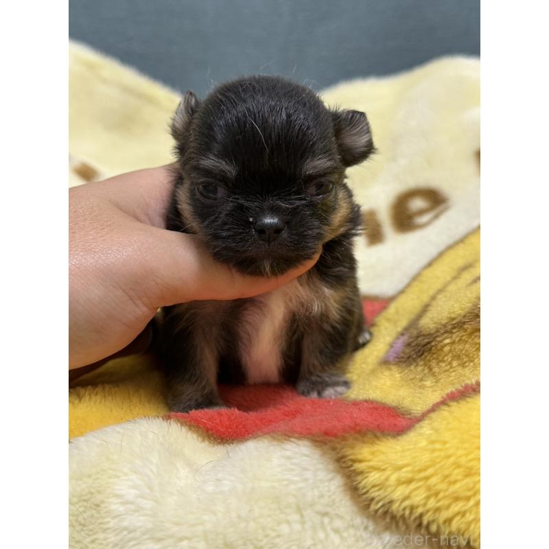 販売中の岡山県のチワワ(ロングコート)-414002の5枚目