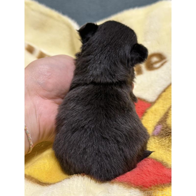 販売中の岡山県のチワワ(ロングコート)-414002の4枚目