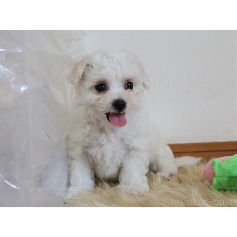 成約済の愛知県のビションフリーゼ-406410の12枚目