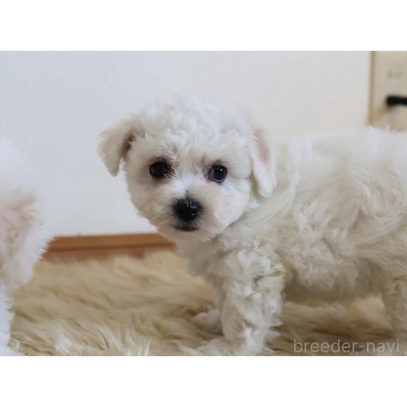 成約済の愛知県のビションフリーゼ-406410の11枚目