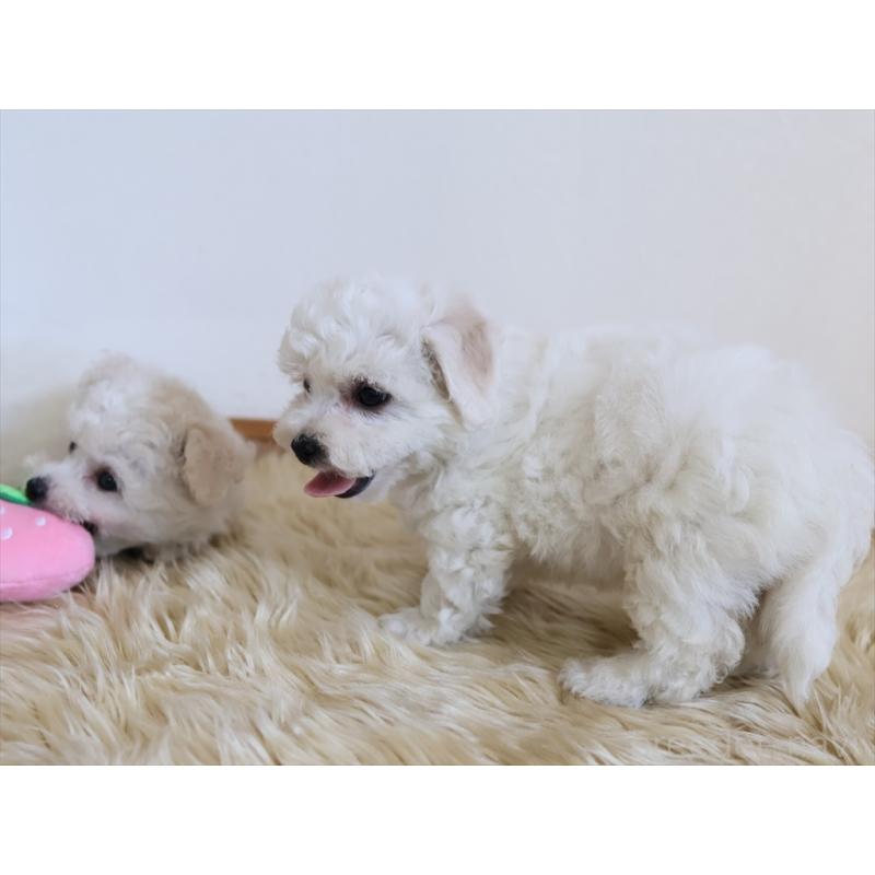 成約済の愛知県のビションフリーゼ-406410の10枚目