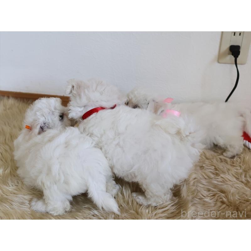 成約済の愛知県のビションフリーゼ-406410の8枚目