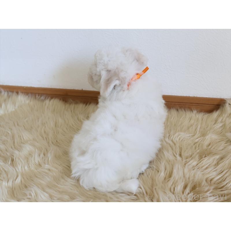 成約済の愛知県のビションフリーゼ-406410の7枚目