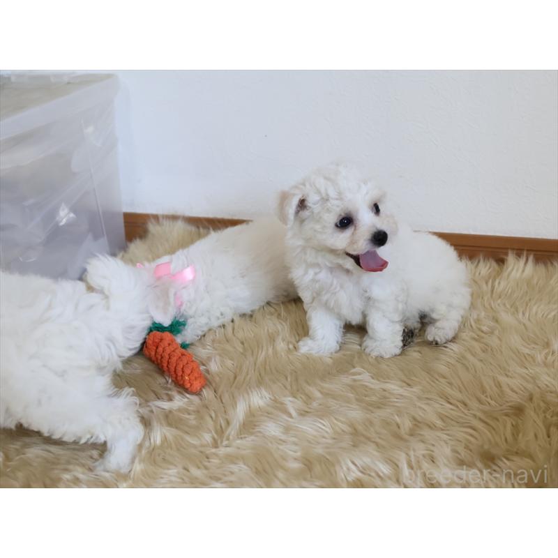 成約済の愛知県のビションフリーゼ-406410の6枚目