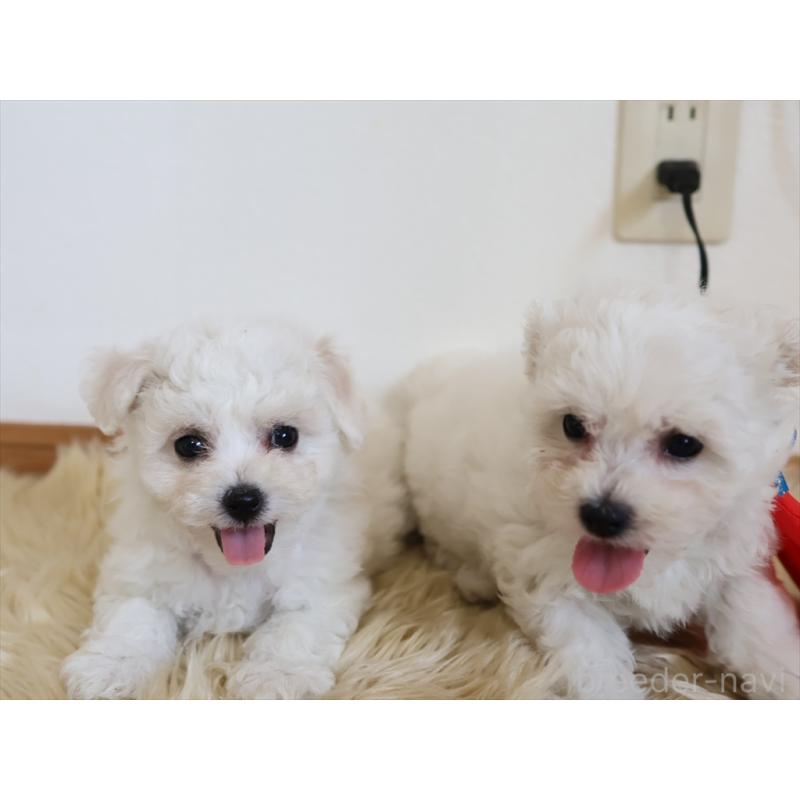 成約済の愛知県のビションフリーゼ-406410の5枚目