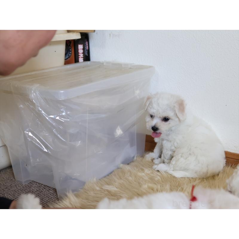 成約済の愛知県のビションフリーゼ-406410の4枚目