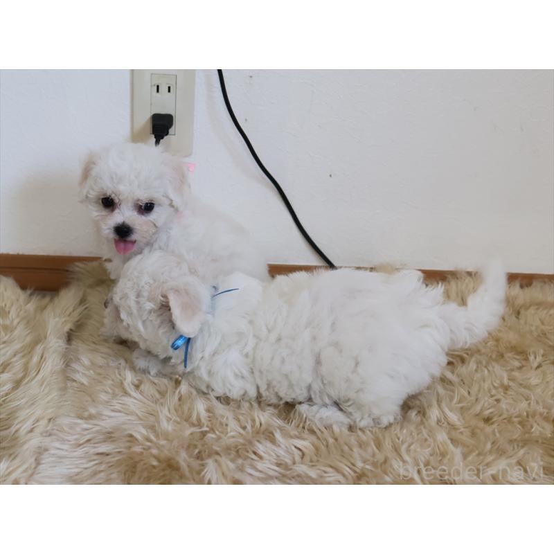 成約済の愛知県のビションフリーゼ-406410の2枚目