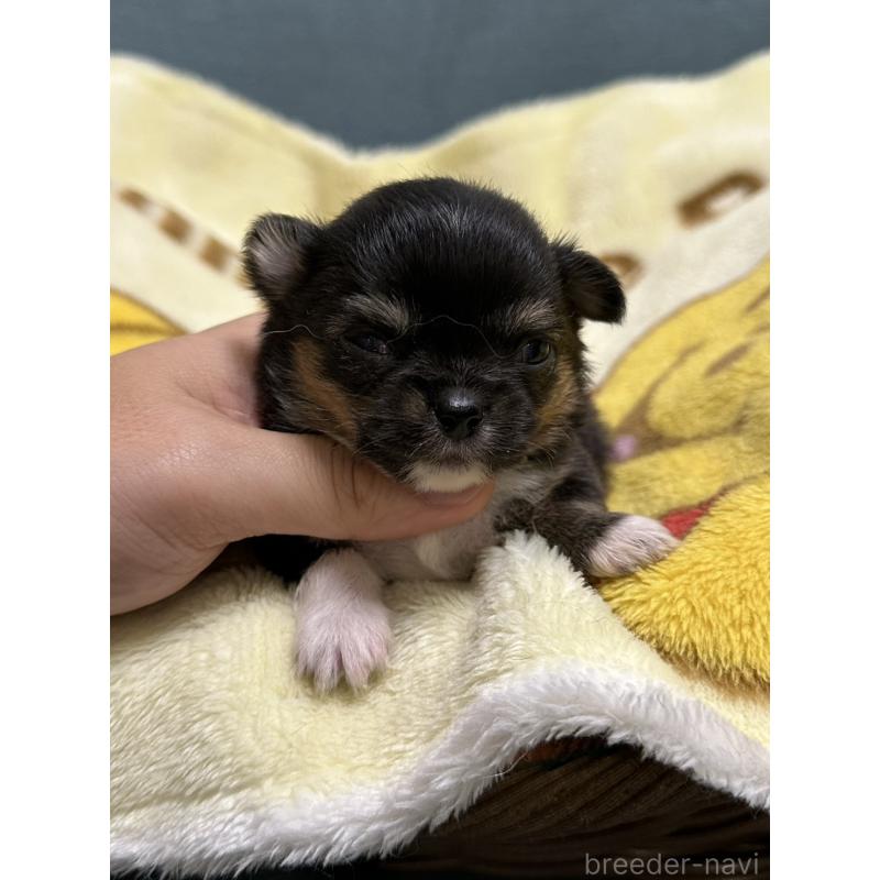 販売中の岡山県のチワワ(ロングコート)-414005の5枚目
