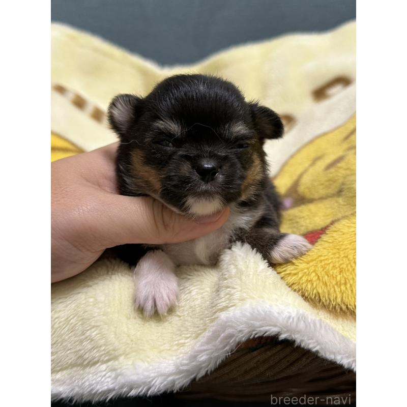 販売中の岡山県のチワワ(ロングコート)-414005の4枚目