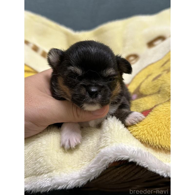 販売中の岡山県のチワワ(ロングコート)-414005