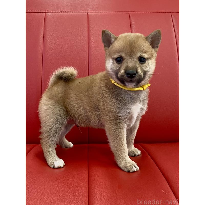 成約済の熊本県の柴犬-410857の2枚目