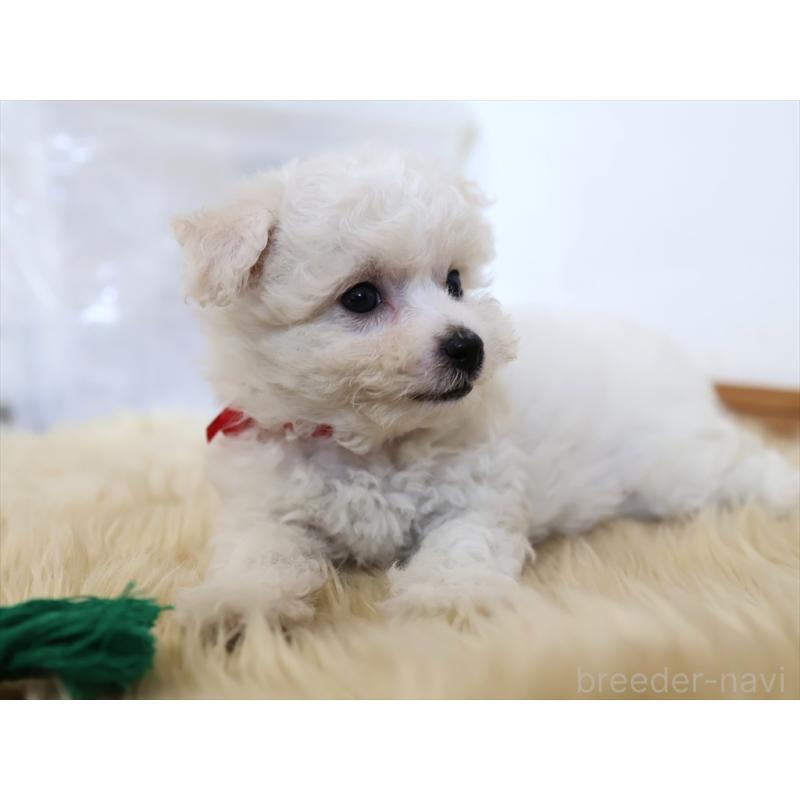 成約済の愛知県のビションフリーゼ-406412の12枚目