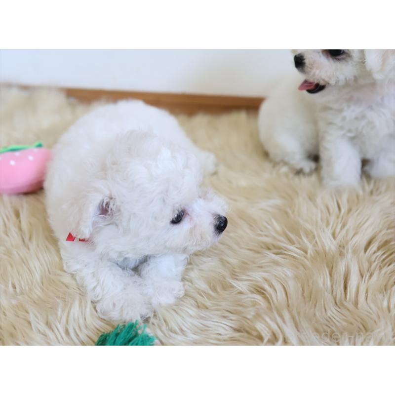 成約済の愛知県のビションフリーゼ-406412の11枚目