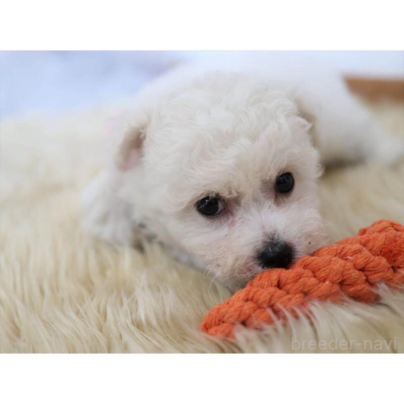 成約済の愛知県のビションフリーゼ-406412の10枚目