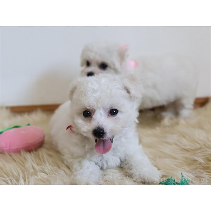 成約済の愛知県のビションフリーゼ-406412の9枚目