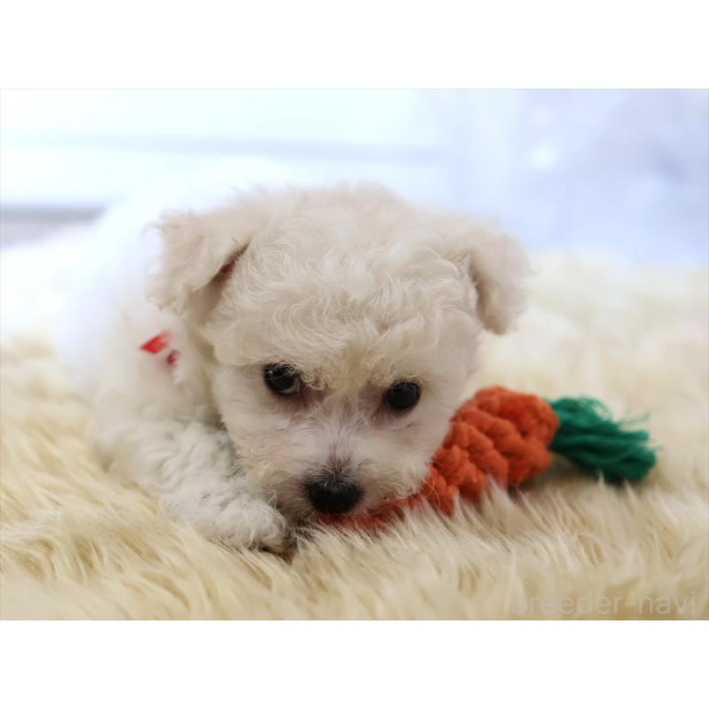 成約済の愛知県のビションフリーゼ-406412の8枚目