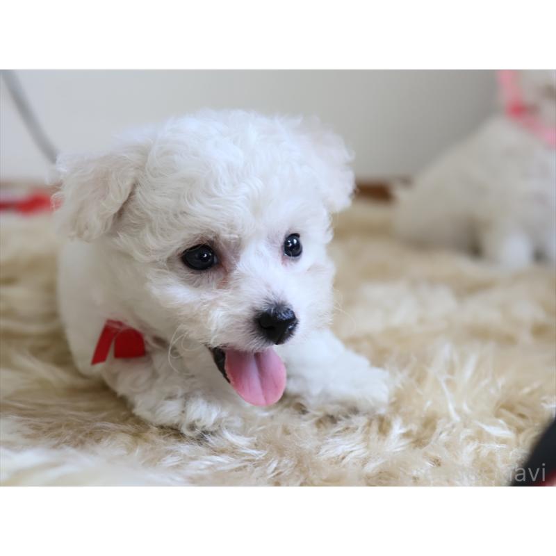 成約済の愛知県のビションフリーゼ-406412の7枚目