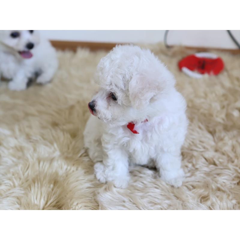 成約済の愛知県のビションフリーゼ-406412の6枚目