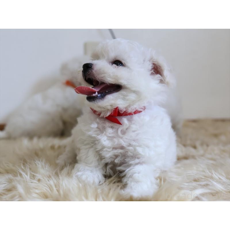 成約済の愛知県のビションフリーゼ-406412の5枚目