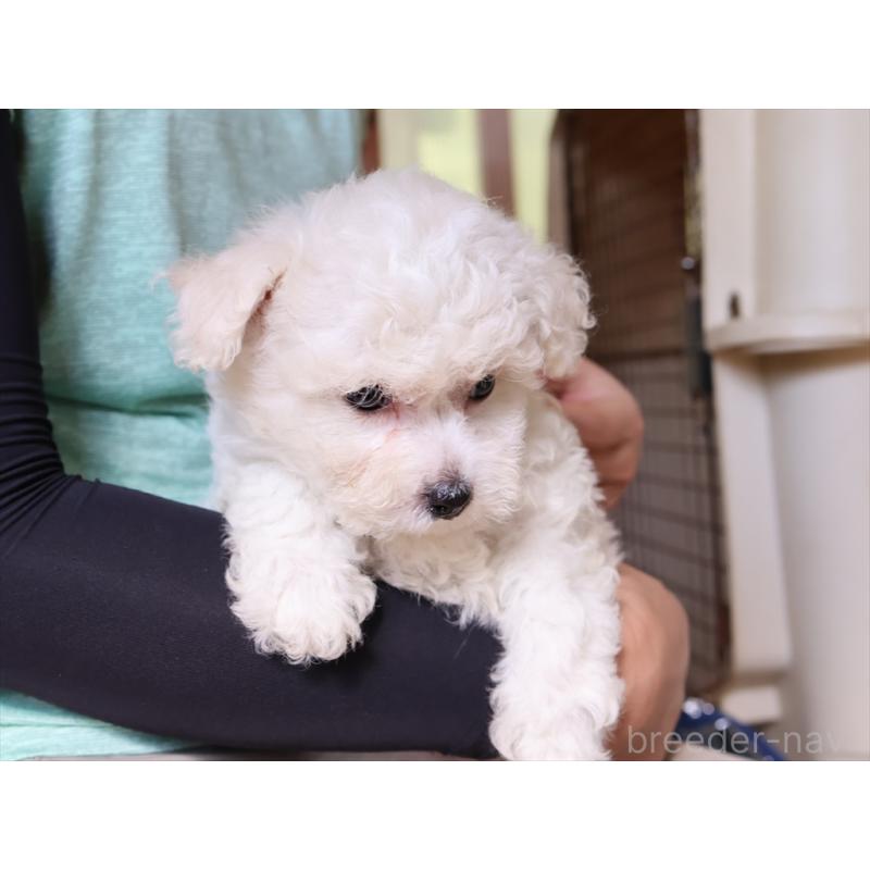 成約済の愛知県のビションフリーゼ-406412の4枚目