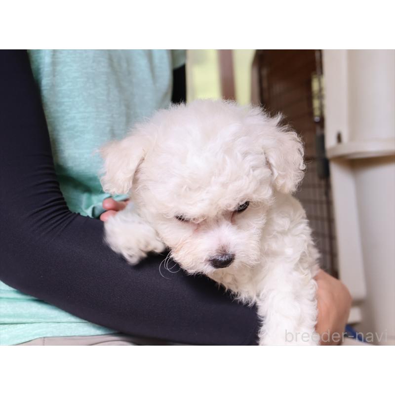 成約済の愛知県のビションフリーゼ-406412の3枚目