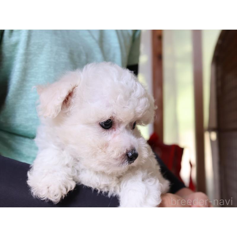 成約済の愛知県のビションフリーゼ-406412の2枚目