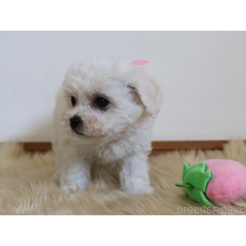 成約済の愛知県のビションフリーゼ-406416の14枚目