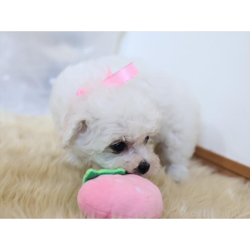 成約済の愛知県のビションフリーゼ-406416の13枚目