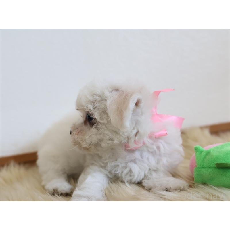 成約済の愛知県のビションフリーゼ-406416の12枚目