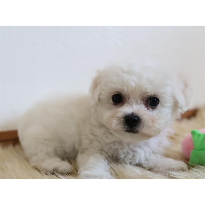 成約済の愛知県のビションフリーゼ-406416の11枚目