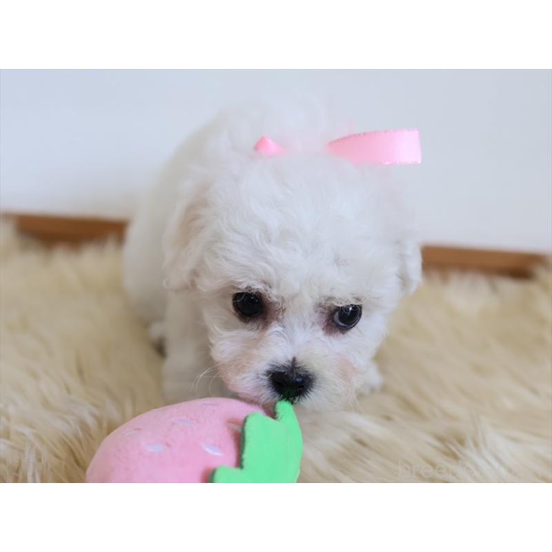 成約済の愛知県のビションフリーゼ-406416の10枚目