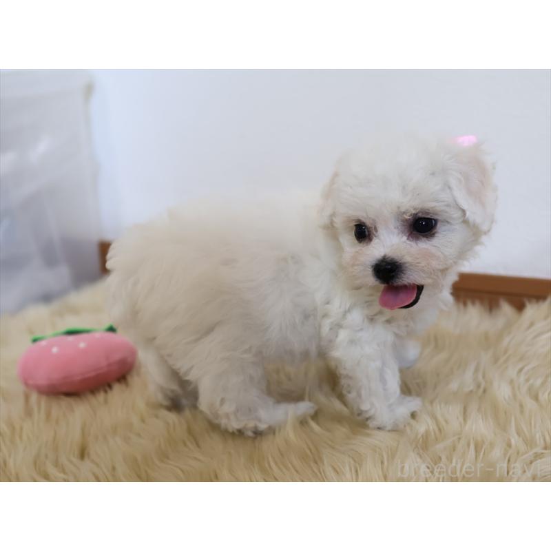 成約済の愛知県のビションフリーゼ-406416の9枚目