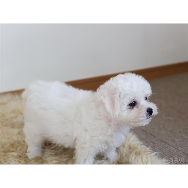 成約済の愛知県のビションフリーゼ-406416の8枚目