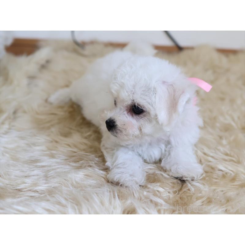 成約済の愛知県のビションフリーゼ-406416の7枚目