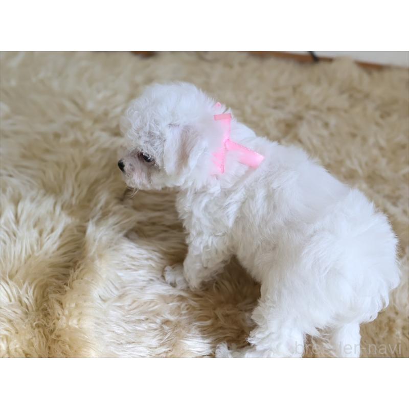 成約済の愛知県のビションフリーゼ-406416の6枚目