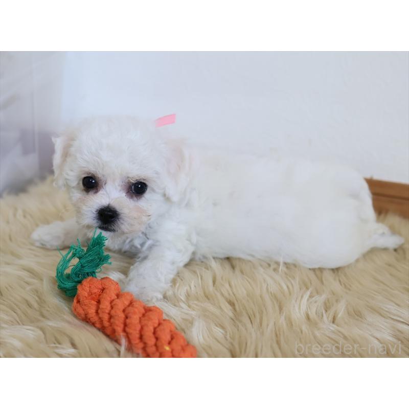 成約済の愛知県のビションフリーゼ-406416の5枚目