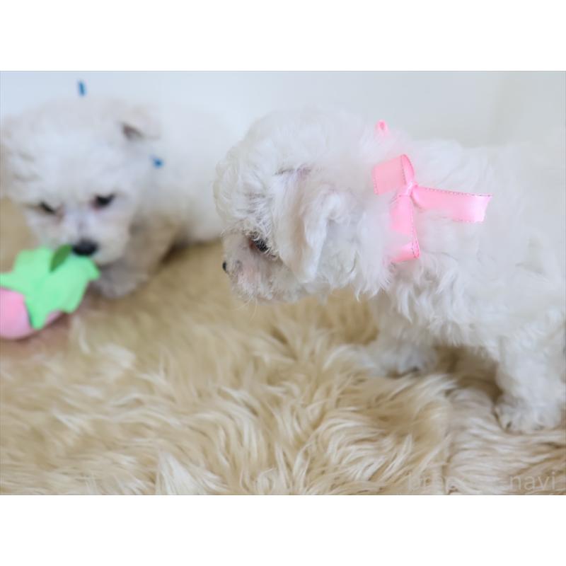 成約済の愛知県のビションフリーゼ-406416の4枚目