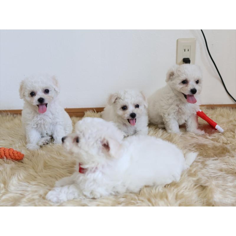 成約済の愛知県のビションフリーゼ-406416の3枚目