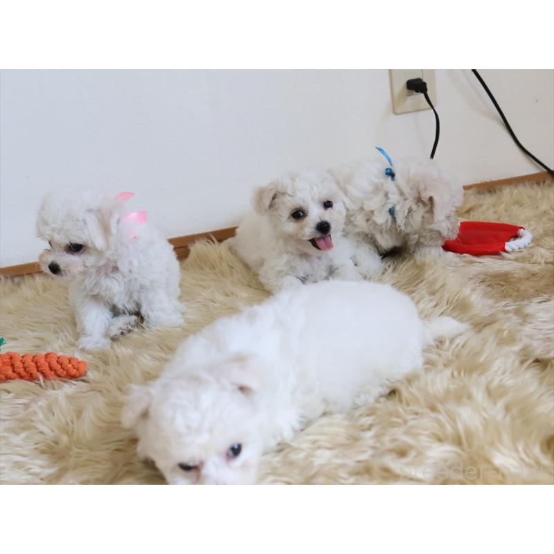 成約済の愛知県のビションフリーゼ-406416の2枚目