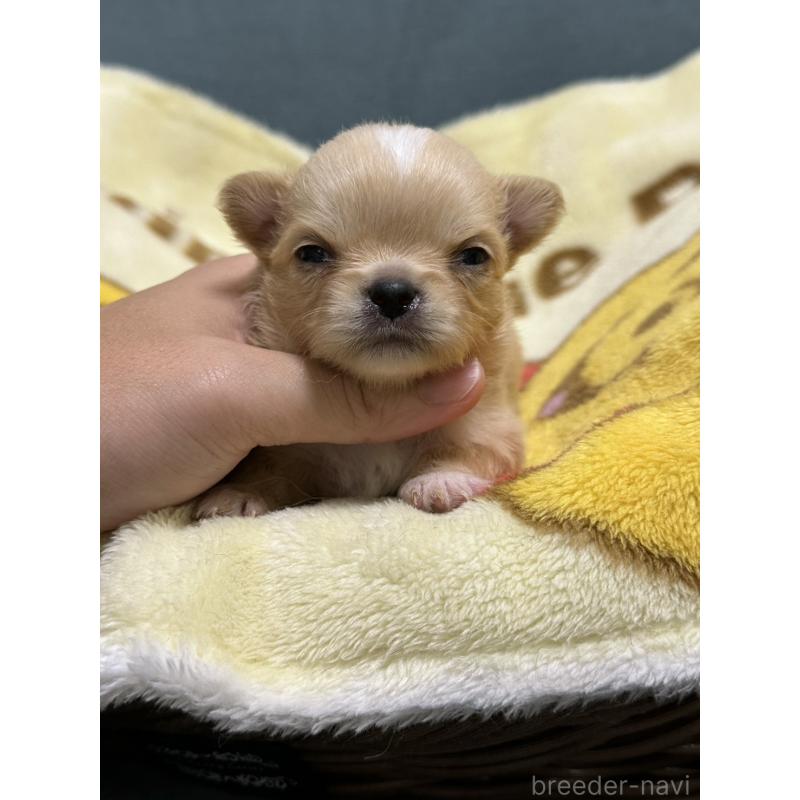 販売中の岡山県のチワワ(ロングコート)-414010の3枚目