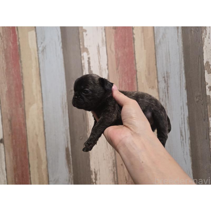 販売中の新潟県のミックス犬-414015の6枚目