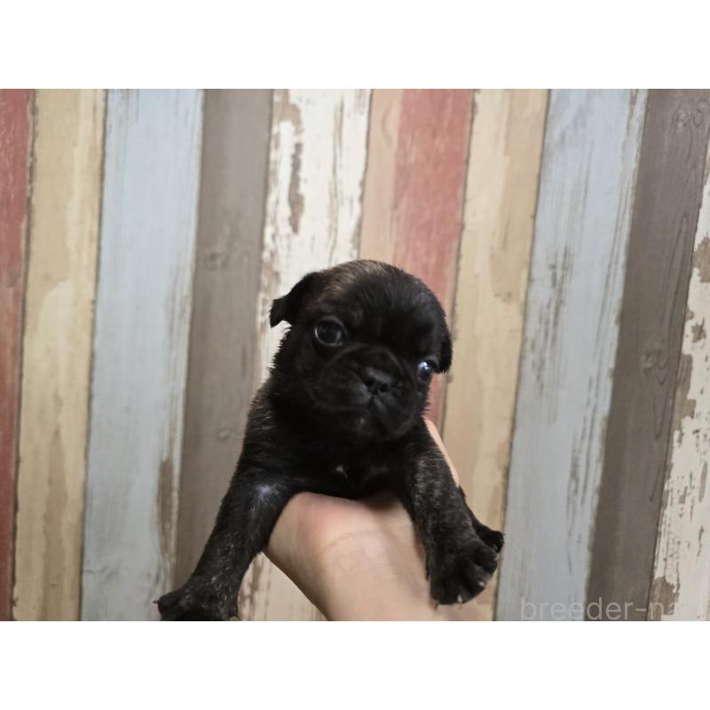 販売中の新潟県のミックス犬-414015の5枚目