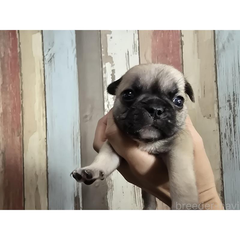 販売中の新潟県のミックス犬-414017の7枚目