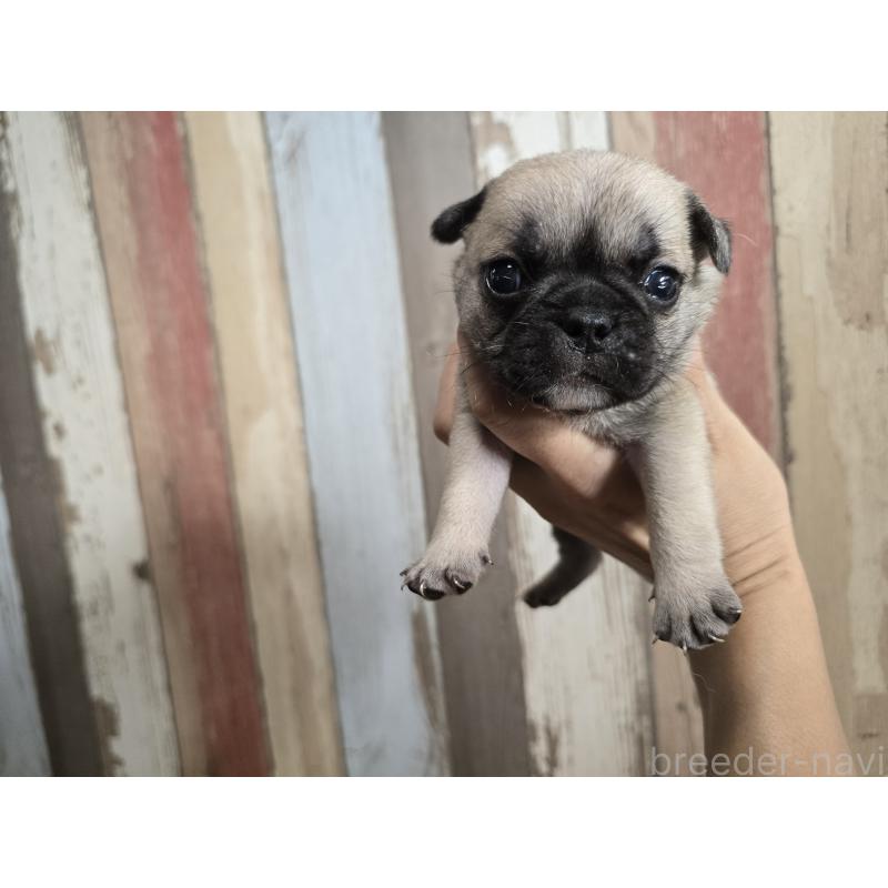 販売中の新潟県のミックス犬-414017の5枚目