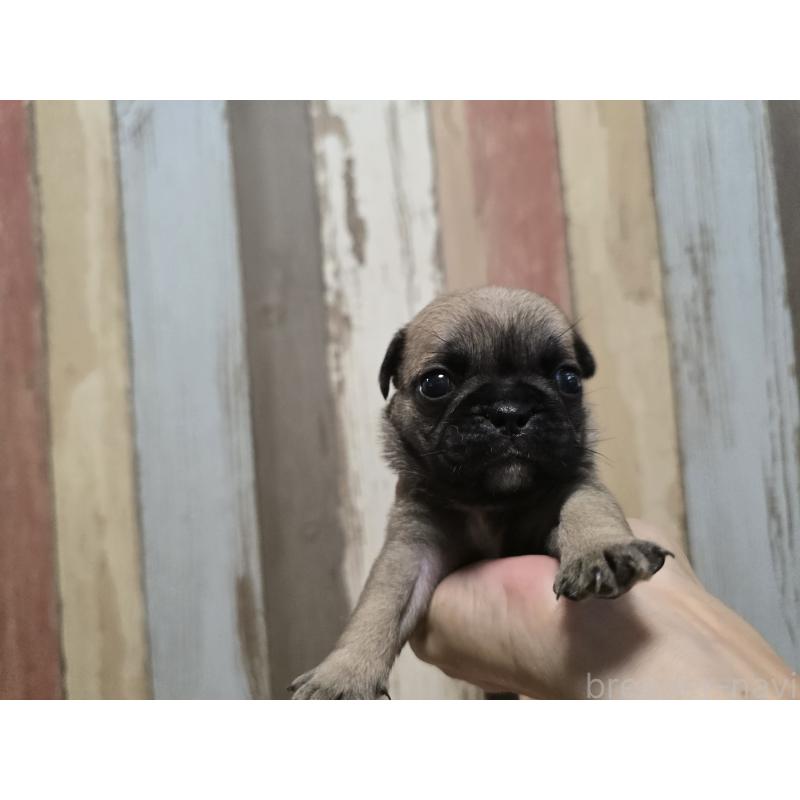 販売中の新潟県のミックス犬-414019の6枚目