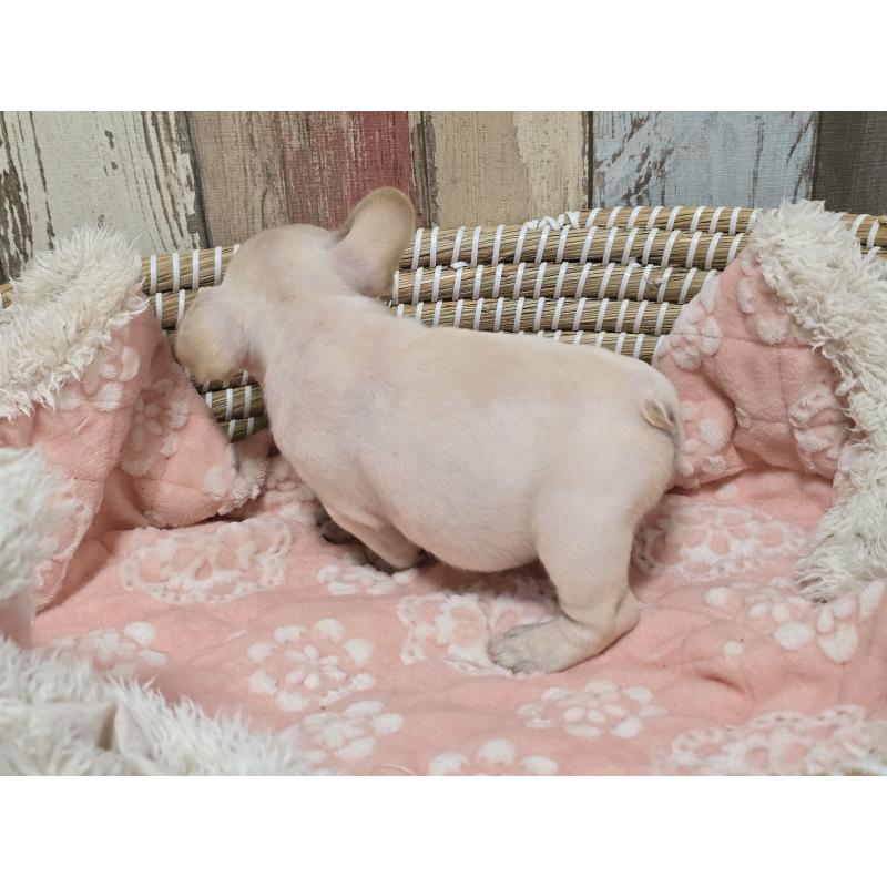 販売中の新潟県のフレンチブルドッグ-414025の5枚目