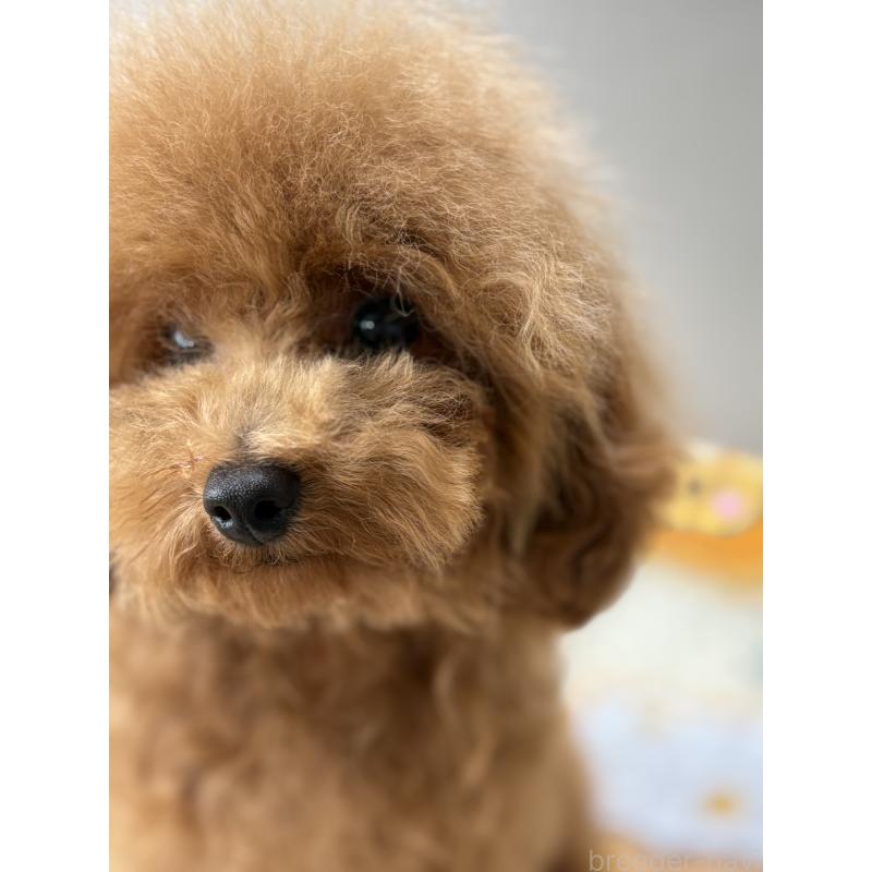 販売中の福岡県のタイニープードル-377536の3枚目