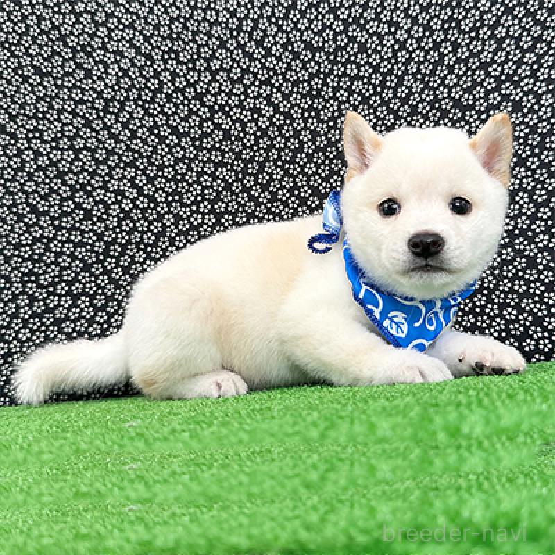 成約済の神奈川県の豆柴-413626の4枚目