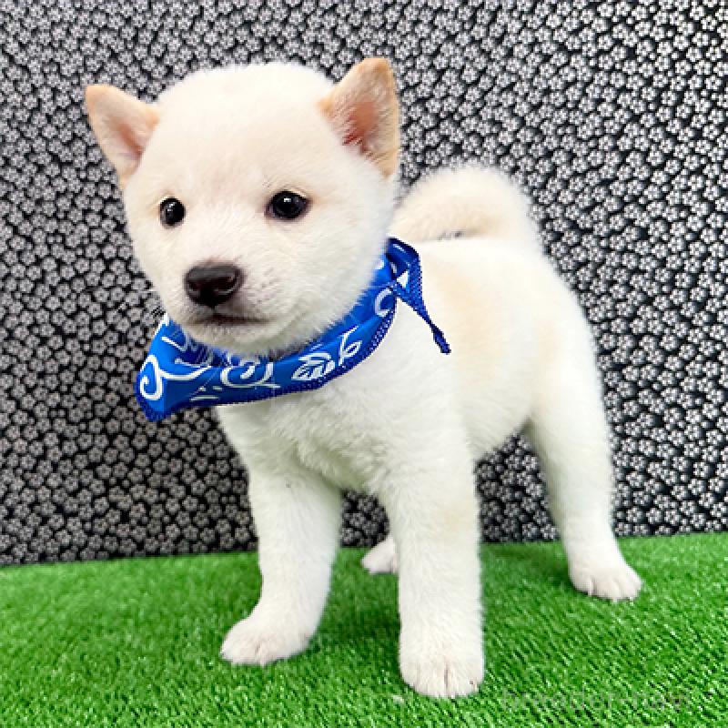 成約済の神奈川県の豆柴-413626の3枚目