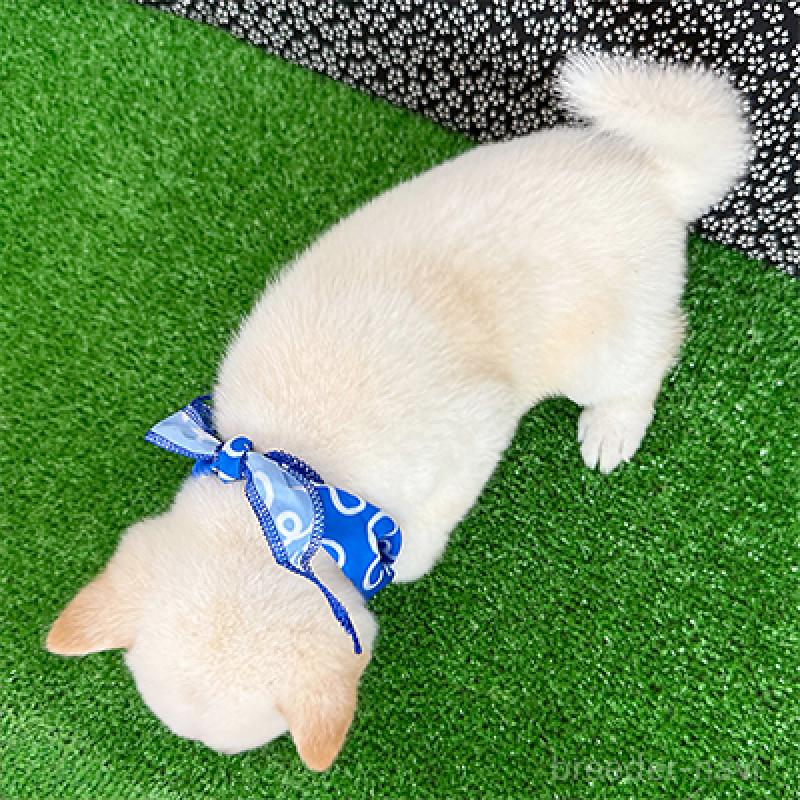 成約済の神奈川県の豆柴-413626の2枚目